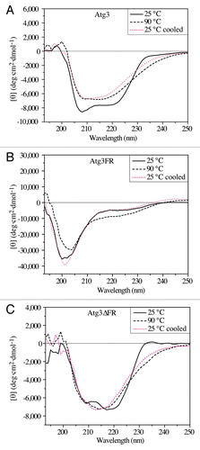 Figure 3. Far-UV CD spectra (protein solution minus buffer) of the yeast Atg3 proteins in 50 mM potassium buffer, pH 8.0. The spectra for Atg3 (A), Atg3FR (B), and Atg3∆FR (C) were measured at 25 °C, at 90 °C, and at 25 °C after heating to 90 °C (25 °C cooled). Each spectrum is the average of 15 scans. Experimental conditions were as follows: time constant, 1s; bandwidth, 1 nm; path length, 1 mm; sample volume, 300 μl.