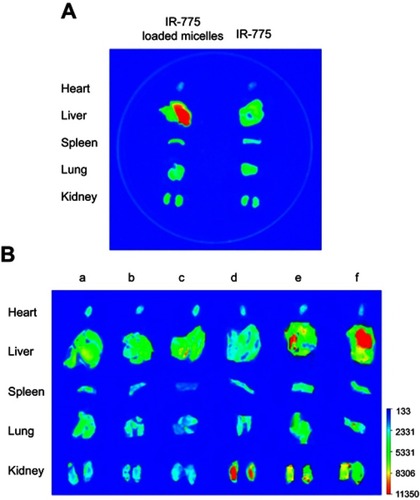 Figure 6 Ex vivo fluorescent photograph of major organs dissected from IR-775@VES-g-CSO/VES-g-CS MM treated mice (A). Ex vivo fluorescent photograph of major organs dissected from mice with different treatments (B).Notes: Blank control (a); HgCl2 poisoned (b); 15 mg/kg of C-DMSA@VES-g-CSO/VES-g-CS MM (c); HgCl2 poisoned with C-DMSA treatment (d); HgCl2 poisoned with 15 mg/kg of C-DMSA@VES-g-CSO/VES-g-CS MM treatment (e); HgCl2 poisoned with 30 mg/kg of C-DMSA@VES-g-CSO/VES-g-CS MM treatment (f).Abbreviations: IR-775 loaded micelles, vitamin E succinate-grafted-chitosan oligosaccharide/vitamin E succinate-grafted-chitosan mixed micelles.