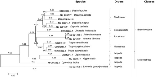 Figure 1. Evolutionary relationships of taxa obtained by the Neighbor-Joining method based on total genome and excluding d-loop. Ligia oceanica, Gyge ovalis, Cymothoa indica and Limnoria quadripunctata were used as outgroups.