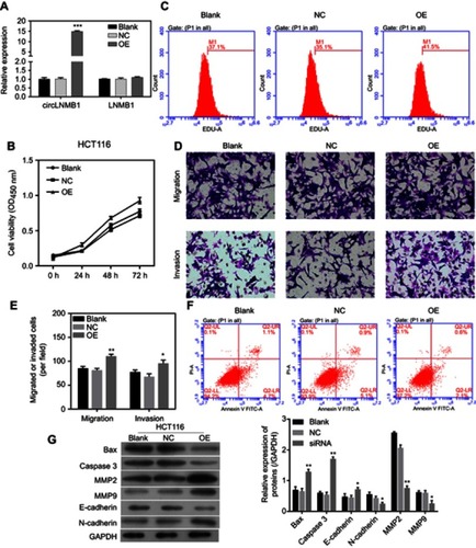 Figure 5 Overexpression of circLMNB1 increased the malignant characteristics of cancer cells. (A) CircLMNB1 and LMNB1 expression were detected by qPCR. (B, C) Cell viability (B) and proliferation (C) were detected by CCK8 and EdU staining. (D, E) Cell migration and invasion were enhanced by circLMNB1. (F) Cell apoptosis was inhibited by circLMNB1. (G) The expression of apoptosis- and metastasis-related proteins was mediated by circLMNB1. *** indicate P<0.05 and P<0.01 vs NC, respectively.