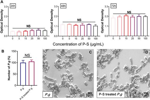Figure 1 Effect of polyglucose sorbitol carboxymethyl ether-superparamagnetic iron oxide nanoparticles (PSC-SPIONs) on the viability of human gingival fibroblasts (hGFs) and P. gingivalis (n = 5). (A) hGF viability was determined using Cell Counting Kit-8 assays after treatment with different concentrations of PSC-SPIONs for 24, 48, and 72 h. Data are presented as the mean optical density ± SD. (B) P. gingivalis colony numbers (%) after 25 μg/mL PSC-SPION treatment for 2 h with untreated P. gingivalis as the control. (C and D) Morphology of P. gingivalis after 25 μg/mL PSC-SPIONs treatment for 2 h (D) with untreated P. gingivalis as the control (C).
