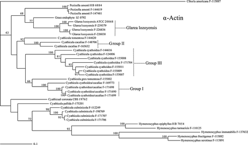 Figure 5. Phylogenetic tree of Glarea lozoyensis and related species generated by Bayesian analysis of α-actin gene partial sequences. Clade credibility values are indicated at the branches.