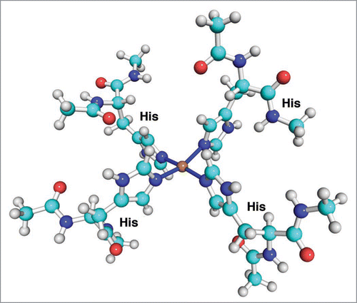 Figure 3 The structure of the medium concentration copper binding mode in the octarepeat domain of PrP.