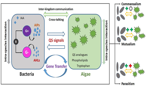 Figure 2. Schematic illustration of quorum sensing molecules interaction in algal-bacterial systems. (G+ – gram positive bacteria; G- – gram negative bacteria; AIPs – auto inducing peptides; AHLs – Acyl-homoserine-lactones).