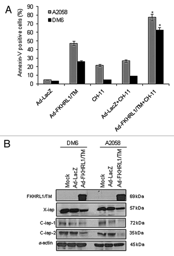 Figure 5. FKHRL1/TM sensitizes melanoma cells to CH-11 mediated-apoptosis and downregulates IAP family members. (A) A2058 or DM6 cells were infected with either Ad-LacZ or Ad-FKHRL1/TM at an MOI of 10 +/− treatment with CH-11 at 1 µg/mL. Annexin V staining was used to determine the percentage of apoptosis at 72 h after treatment by FACScan flow cytometer with FlowJo software. Ad-FKHRL1/TM infection alone was compared with Ad-FKHRL1/TM in combination with CH-11. Each bar represents the mean ± SD of three independent experiments (*p < 0.05). (B) A2058 or DM6 cells were no infected (mock) or infected with either Ad-LacZ or Ad-FKHRL1/TM at an MOI of 100 at 72 h post-infection expression of X-IAP, C-IAP-1, or C-IAP-2 were analyzed, a representative experiment is shown from three performed.