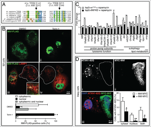 Figure 6. Mitf regulation by MTORC1 and clearance of expanded ATXN1. (A) Amino acid sequence alignment of region containing MTORC1 target serines of human TFEB, TFEC, TFE3 and MITF, C. elegans HLH-30, and D. melanogaster Mitf. Amino acids are color-coded based on side chain properties. Arrows indicate target serine residues. (B) Confocal microscopy images of S2 Drosophila cells treated for 1 h with Torin-1 (250 nM) or DMSO and stained with anti-FLAG (green) to label Mitf-FLAG, anti-LAMP1 (red) to label lysosomes. The region within the dotted box is magnified in the inset. Dashed lines indicate nontransfected cells. The region within the dotted box is magnified in the inset (9x). Graph shows percentage of Mitf-FLAG-positive cells displaying Mitf localization in the cytoplasm, in the nucleus or in both compartments. Error bars represent SEM of 3 different experiments, at least 50 cells/group were counted. (C) qRT-PCR analysis of target gene expression in fat body samples isolated from control larvae and from larvae in which Mitf was silenced using the fat body driver (lsp2-GAL4). Animals were treated with rapamycin (1 μM) or with DMSO only. The graph shows the relative increased expression in the treated versus the corresponding untreated samples. White bars show the fold change of the mRNA levels of target genes in treated vs. untreated control larvae. Black bars show the fold change of mRNA levels in treated vs. untreated Mitf-silenced larvae. Gene expression was normalized relative to Act5C gene. Data are mean of replicates (n=3) ± SEM. (D) Confocal microscopy images of mammalian Daoy cells stably expressing mRFP-ATXN1-82Q and transfected with MYC-Mitf construct. ˜65% of total cells showed aggregates. Dashed lines indicate transfected cells. Graph shows percentage of cells with aggregates in the cytosol, or in the nucleus, or in both. Error bars represent SEM of 3 different experiments, at least 100 cells/experiment were counted. *, P < 0.05; **, P < 0.005 by Student t test.