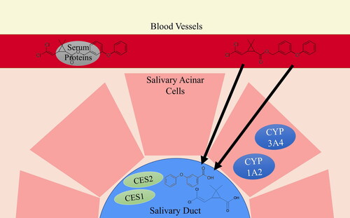 Figure 1. Diagram of proposed mechanism of transport and metabolism for the fate of pyrethroid metabolites detected in saliva using permethrin as an example.