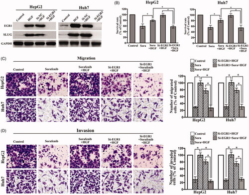 Figure 5 Downregulation of EGR1 by siRNA abrogates the HGF-induced sorafenib resistance. (A) HepG2 and Huh7 cells were transfected with EGR1 siRNA for 48 h, followed by the treatment of HGF (50 ng/ml) for 2 h before cell lysis for Western blot analysis. (B) The transfected HepG2 and Huh7 cells were treated with or without HGF (50 ng/ml) for 24 h, then treated with sorafenib (5 μM) for 72 h. The transfected cells were treated with sorafenib (5 μM) alone or HGF (50 ng/ml) and sorafenib. The cells were then incubated for 24 h (migration assay) or 48 h (invasion assay). (C) Migration abilities were measured using a transwell assay without Matrigel. (D) Invasion abilities were measured using a transwell assay with Matrigel. Data shown represent the mean ± SD. p<.05.