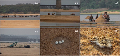 Figure 5. Factors increasing the risk of nest failure for the Indian Skimmer along the Mahanadi River in Odisha, eastern India: (a) movement of cattle, (b) movement of stray dogs, (c) disturbance by local children, (d) sand extraction, (e) flooding of nests and (f) death of chicks.