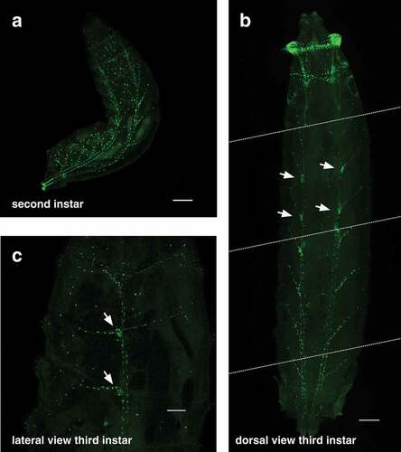 Figure 3. The btl-nGFP reporter is expressed throughout the tracheal system of second and third instar larvae. (a) A dorsal view of a second instar larva is depicted with the anterior end at the top and the posterior spiracles marked with GFP in the lower left. The btl-nGFP reporter can be seen throughout the branched tracheal system. Some background fluorescence is seen in the larval fat body. Scale bar = 100 µm. (b) A dorsal view of a third instar larva is depicted with the anterior end at the top. This panel was constructing by aligning four images captured on the microscope from a single animal. The dashed white lines represent the boundaries of each image. btl-nGFP expression can be seen throughout the branched tracheal system. The spiracular branch tracheoblasts, which are known to express btl, are marked by arrows. Scale bar = 100 µm. (c) A lateral view of a third instar larva is depicted with the anterior end at the top. btl-nGFP expression can be seen throughout the branched tracheal system. The spiracular branch tracheoblasts are marked by arrows. Scale bar = 300 µm.