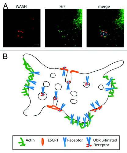 Figure 2. Actin mediated receptor sorting. (A) Immunofluorescence staining of the ESCRT-0 component Hrs and WASH on an endosomal membrane of a senescent IMR90 fibroblast. Scale bar 5 μM. Blue line indicates endosomal outline. E, endosome. (B) Model of multivesicular body with WASH and actin rich domains leading to recycling of receptors and ESCRT rich regions that lead to the sorting of ubiquitinated receptor into intraluminal vesicles.