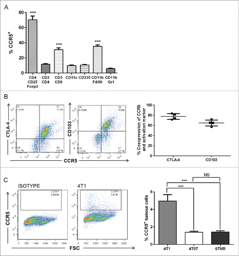 Figure 5. CCR5 is highly expressed by Tregs with a suppressive phenotype relative to other immune cell subsets. (A) Flow cytometry analysis and quantification of CCR5 expression by immune cell subsets including macrophages (CD11b+F4/80+), myeloid cells (CD11b+Gr1+), natural killer cells (CD335+ or NKp46+), Tregs (CD4+CD25+Foxp3+), dendritic cells (CD11c+) and CD4+/CD8+ T cells. Significance denotes comparison of CCR5 expression by Tregs to other immune cell subsets, n = 6, analyzed using a one-way ANOVA. (B) CCR5 is highly co-expressed on CD4+CD25+Foxp3+ Tregs with CTLA-4 (median 77.8%) and CD103 (median 65.0%), n = 4. (C) CCR5 is expressed by tumor cells (in vitro), n = 6, analyzed using a Student's unpaired two-tailed t-test. ***p < 0.001.