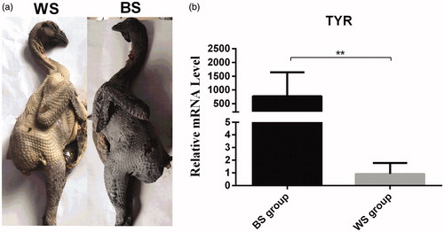 Figure 1. Phenotypic characterisation of the Muchuan black-bone chicken. (a) Chickens with white (WS) and black (BS) skin. (b) Relative expression of the tyrosinase (TYR) gene in the WS and BS groups. **p < .01, unpaired Student’s t-test. Data are presented as mean ± standard error.