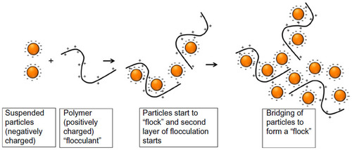 Figure 3 Schematic overview of the process of flocculation.