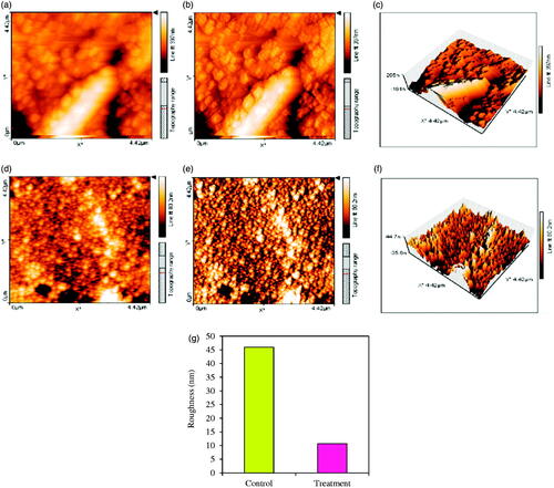 Figure 15. Topography images in 2-D and (a, b, d, and e) in 3-D (c and f) illustrate higher roughness in control sample than treatment (d, e, and f) having disrupted structure of biofilm having pores. Photographs were taken at a resolution of 4.42 × 4.42 μm. Values of biofilm roughness for untreated S. aureus ATCC 43300 as control and treated by Fe3O4 NPs as treatment (g).