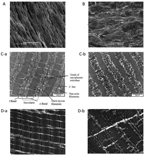 Figure 3. Micrographs of high moisture-extruded meat analogues made from lupin protein (A; Palanisamy, Franke, et al. Citation2019) and insect protein (B; Smetana et al. Citation2018), in comparison with raw (C-a) and stewed (C-b; 100 C 30 min) beef (Kaur et al. Citation2014) or raw (D-a) and immersion-cooked (D-b; 70 C 30 min) beef (Zhu et al. Citation2018). Modified from the cited studies.