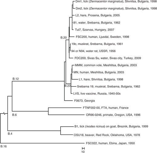 Fig. 2 Phylogeny. Whole genome phylogeny of F. tularensis subsp. holarctica based on SNPs in an alignment of nine published genomes (strain names are indicated) showing the placement of the Bulgarian strains in a global phylogenetic framework. Bulgarian outbreak strains and the non-outbreak strain 94 sequenced in this study are indicated in bold text. B.4, B.6, B.12, and B.16 indicate the four major canSNP clades of the subspecies. B.20 and B.23 indicate two B.12 subclades that included Bulgarian strains The tree was mid-point rooted in FSC022. The total length of the root branch was 3,317 base differences.