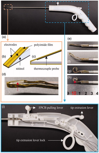 Figure 3. (a) Design of the entire electrosurgical device, which is composed of the electrosurgical tip and actuator. (b) The ISO view and (c) side view of the electrosurgical tip model and (d) thermocouple probe located between nitinol and polyimide film, indicated by a red arrow. The shape transformation of nitinol at (e) 27 °C (room temperature), (f) 37 °C (in-vivo temperature), and (g) 50 °C (RF-generated-heat applied), and (h) after pulling FPCB, in which tube with a diameter of 4 mm is inserted to imitate a renal artery. For rearward manipulation of the electrosurgical tip, (f) tip extrusion lever, of which operation to the left extrudes the electrosurgical tip, and vice versa, and FPCB pulling lever, of which operation to the left pulls FPCB, and vice versa, were used. In actual operation, tip extrusion lever is pushed to the left, which is then fixed by lock, and the FPCB pulling lever is pulled to the right, i.e., shown in Figure 3(h).