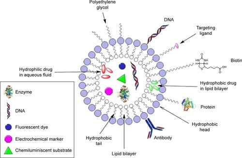 Figure 5 Structure of liposomes. Liposomes are colloidal drug carriers consisting of a phospholipid bilayer surface enclosing an aqueous core. Hydrophilic components can be entrapped inside the aqueous core, while the lipophilic components can be incorporated between the lipid bilayers. On the liposomes surface, different particles that target the interest cells can be attached. To avoid the immune system response, the liposomes surface is loaded with a polymer called polyethylene glycol. Thus, the cargo is protected and is discharged into the target cells.