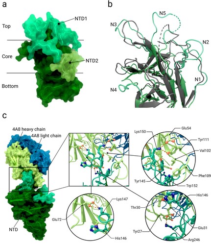 Figure 6. Structure of the N-terminal domain and interactions with antibodies. (a) Overview of the N-terminal domain of S1 (PDB 6XR8). Regions targeted by antibodies are highlighted in mint green (NTD-1) and pale green (NTD-2). b) Different reconfigurations within the NTD-1 antigenic supersite caused by interactions with the monoclonal antibody 4A8 are shown by superimposing PDB 7C2L with PDB 6XR8. PDB 7C2L refers to a NTD structure in complex with 4A8. The NTD-1 spans five loop structures labelled N1 to 5. (c) Structure of the NTD in complex with antibody 4A8 (PDB 7C2L). Important interactions take place between the heavy chain of 4A8 (yellow green) and residues within loop N3 and N5 (mint green)[Citation82].