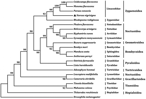 Figure 1. The maximum likelihood (ML) phylogenetic tree of Narosa nigrisigna and other moths. The GenBank accession numbers used for tree constructed are as follows: Cnidocampa flavescens (KY628213), Monema flavescens (KU946971), Parasa consocia (KX108765), Rhodopsona rubiginosa (KM244668), Phalera flavescens (JF440342), Helicoverpa armigera (GU188273), Hyphantria cunea (GU592049), Gynaephora menyuanensis (KC185412), Buzura suppressaria (KP278206), Bombyx mori (AF149768), Manduca sexta (EU286785), Antheraea pernyi (HQ264055), Ostrinia furnacalis (AF467260), Lista haraldusalis (KF709449), Adoxophyes honmai (DQ073916), Leucoptera malifoliella (JN790955), Cameraria ohridella (KJ508042), Tineola bisselliella (KJ508045), Mahasena colona (KY856825) and Thitarodes renzhiensis (HM744694).