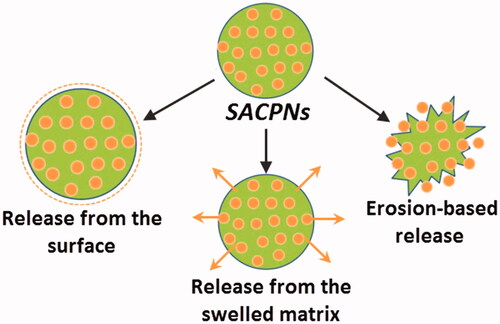 Figure 6. Schematic illustrations of drug release mechanisms of SACPNs.