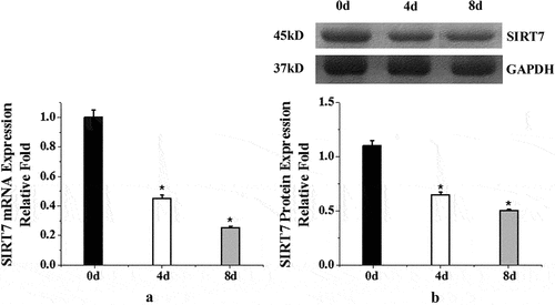 Figure 1. Endogenous expression of human BMMSCs (a: mRNA expression changes of human BMMSCs in osteogenic differentiation; b: quantitative analysis of protein expression. (*: compared with 0d, P < 0.05)).