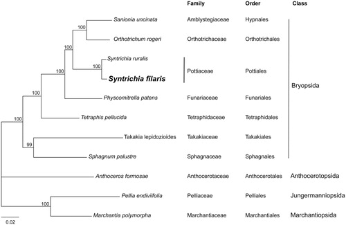 Figure 1. Phylogenetic position of Syntrichia filaris determined by using the maximum likelihood method based on combined analysis with amino acids sequences of 72 chloroplast genes common in all taxa. The bootstrap values of 1000 replicates are presented near the corresponding branch. Sequences from hornwort and liverworts were used as outgroup. GenBank accession number of chloroplast genomes used are Anthoceros formosae (NC_004543), Marchantia polymorpha (NC_037507), Orthotrichum rogeri (NC_026212), Pellia endiviifolia (NC_019628), Physcomitrella patens (NC_037465), Sanionia uncinata (NC_025668), Sphagnum palustre (NC_030198), Syntrichia filaris (MK852705), Syntrichia ruralis (NC_012052), Takakia lepidozioides (NC_028738), and Tetraphis pellucida (NC_024291).