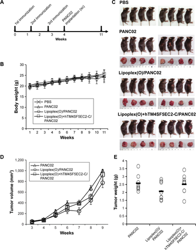 Figure S1 Vaccination with a complex of hTM4SF5EC2-C peptide and Lipoplex(O) had no prophylactic efficacy in a mouse pancreatic cancer model established by implantation of PANC02 cells.