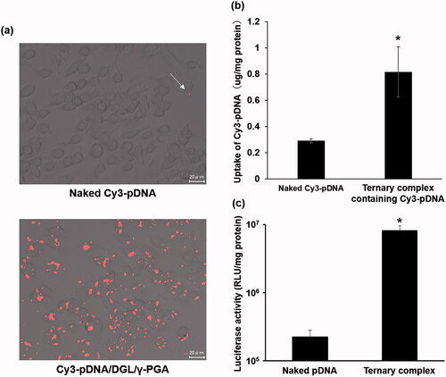 Figure 2. Cellular uptake (a, b) and transgene efficiency (c) of the ternary complex in RAW264.7 cells. RAW264.7 cells were transfected with Cy3-pDNA or the ternary complex with DGL containing Cy3-pDNA. After 22 h incubation, the amount of Cy3-pDNA in the cells was characterized using fluorescence microscopy (a) and quantified by a microplate reader (b). RAW264.7 cells were transfected with naked pCMV-Luc or the ternary complex containing pCMV-Luc. Twenty-two hours after transfection, luciferase activity was evaluated (c). Each bar was the mean ± S.E. *p < .05 vs. control.