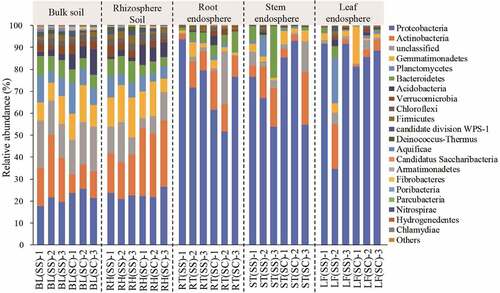 Figure 3. The relative abundance of bacteria at the phylum level in the different samples.