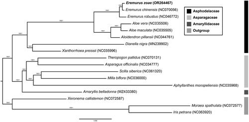 Figure 3. Phylogenetic tree of 17 species with three outgroup taxa (one Xeronemataceae, two Iridaceae) based on 82 protein-coding genes using the ML and BI methods. The numbers above the nodes indicate the bootstrap support values and the Bayesian posterior probabilities. The newly reported chloroplast genome in this study is indicated in red. All sequences used in the analysis are as follows: Eremurus zoae (OR264467, this study), Eremurus chinensis (NC070056), Eremurus robustus (NC046772, Makhmudjanov et al.Citation2019), Aloe vera (NC035506), Aloe maculata (NC035505), Aloidendron pillansii (NC044761), Dianella nigra (MN239902), Xanthorrhoea preissii (NC035996), Theropogon pallidus (NC070131), Asparagus officinalis (NC034777), Scilla siberica (NC061320), Milla biflora (NC036000), Aphyllanthes monspeliensis (NC035968), Amaryllis belladonna (MZ433380), Xeronema callistemon (NC072587, Kamra et al.Citation2023), Moraea spathulata (NC072577, Kamra et al.Citation2023), and Iris petrana (NC063920, Volis et al.Citation2022).