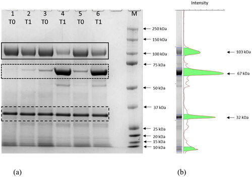 Figure 1. Representative SDS-PAGE gel of the proteins in theurine sampled at T0 and T1 from three female dogs (a). the black continuous box indicates uromodulin (103 kDa); the black dotted box indicates albumin (67 kDa); and the black dashed box indicates the internal standard of quantity (1 μg). a molecular mass marker (M) was also loaded. A representative pherogram (lane 6) is reported in (b).