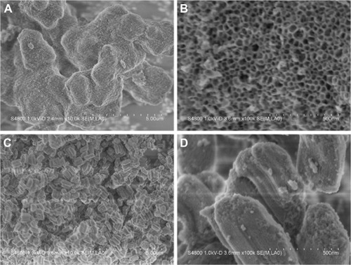 Figure 7 SEM images of the sample.Notes: (A) MCS-15, (B) magnified local area in (A), (C) MCS-4, and (D) magnified local area in (C).Abbreviations: MCS, mesoporous calcium–silicon; SEM, scanning electron microscope.