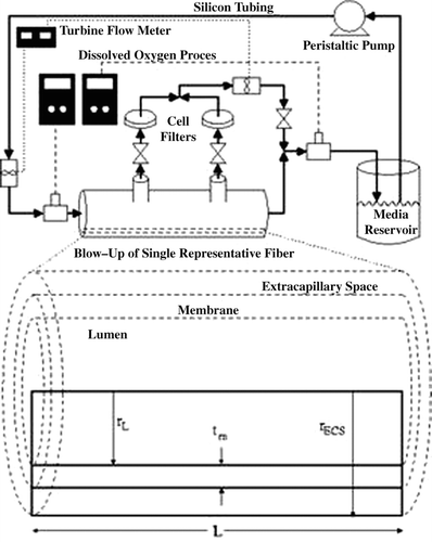 Figure 1 Schematic of the convection enhanced hollow fiber bioreactor system utilized in the experimental study.