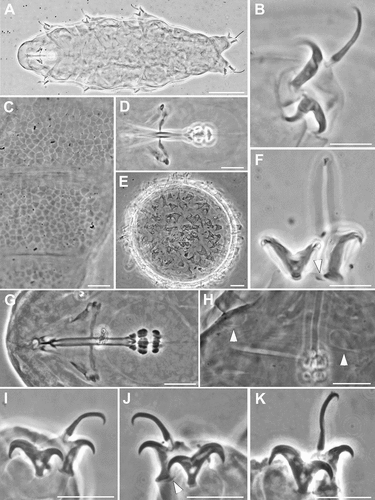 Figure 7. Ramazzottius rupeus (A-F) and Ramazzottius semisculptus (G-K) (LM, PhC). A. Animal in toto. B. Claws of II leg. C. Posterior-dorsal cuticle. D. Feeding apparatus. E. Egg surface. F. Claws of IV leg, arrowhead = pseudolunule. G. Feeding apparatus. H. Elliptical organs on the head (arrowheads). I. Claws of II leg. J. Claws of II leg, arrowhead = pseudolunule. K. Claws of IV leg. A, C, D, F: holotype. Scale bars: A = 50 µm; B-K = 10 µm.