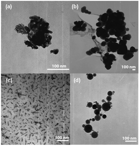 Figure 1. TEM images of particles used in this study. (a) 5 nm TiO2; (b) 200 nm TiO2; (c) 10 nm Al2O3 and (d) 50 nm Al2O3.