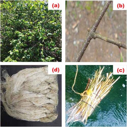 Figure 1. Fiber extraction process (a) Cryptostegia Grandiflora plant (b) Cryptostegia Grandiflora plant stem (c) Retting process (d) Extracted Cryptostegia Grandiflora fiber.