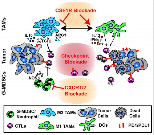 Figure 1. Reprogramming of myeloid responses to enhance antitumor immunity. Tumor tissues contain extensive infiltration of suppressive myeloid cells, such as tumor-associated macrophages (TAMs), immature dendritic cells (DCs), and granulocytic myeloid-derived suppressor cells (G-MDSCs), which inhibit antitumor activities of cytotoxic T lymphocytes (CTLs). Strategies to alleviate immune suppression mediated by these myeloid cells, such as using CSF1R inhibition or CXCR1/2 signal blockade, could reprogram these myeloid cells to activate the adaptive immune system and enhance the efficacy of immunotherapeutics to eliminate tumor cells.