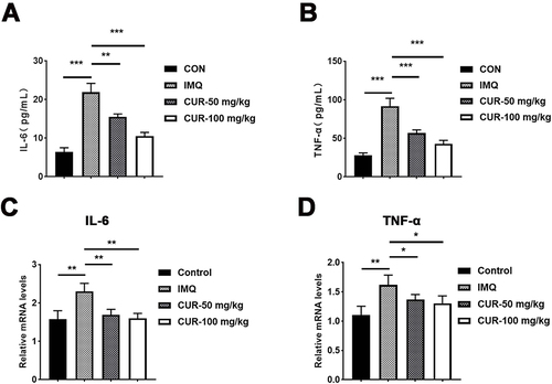 Figure 4 The epidermal protein and mRNA levels of TNF-α and IL-6 in psoriasis mice. (A and B) The harvested skin tissues were subjected to the ELISA kits for detecting protein levels of IL-6 and TNF-α. (C and D) The epidermal mRNA levels of mice were measured by qPCR. N=4 per group. *P< 0.05, **P<0.01, ***P<0.001.
