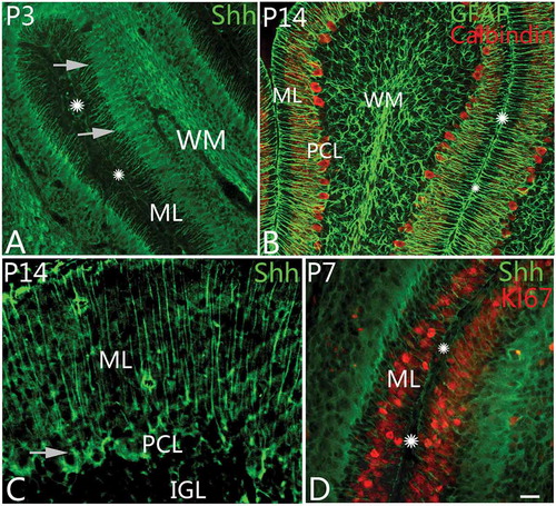 Figure 2. Shh expression and the differentiation of Bergmann cells. A, At postnatal day 3 (P3), Sonic Hedgehog (Shh) protein (green) could be found in Bergmann cells. In the photo, their cell bodies are arranged with one row (arrows) in the Purkinje cell layer. The molecular layer and cortical sulcus are marked with ML and stars, respectively, as well. B, At P14, with GFAP (glial fibrillary acidic protein) and Calbindin double immunolabeling, radial glia and Purkinje cells can be shown. The GFAP-positive radial glial cells are similar to the Shh-positive cells in their shape or location, suggesting that they belong to same kind of cells. The molecular layer and sulcus are marked with ML and stars as well. C, Shh can be expressed in Bergmann cells and the matrix of molecular layer (ML) at P14. The arrow points to the cell body of an Shh-positive cell. D, With Ki67 and Shh double immunolabeling, the neural progenitor cells (red) in ML were presumed to migrate into IGL along Bergmann cells (green). Scale bars: A, B= 50 μm; C = 20 μm; D = 25 μm.