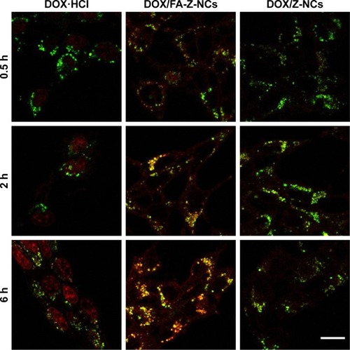 Figure 5 CLSM images of 4T1 cell lines incubated with DOX·HCl, DOX/FA-Z-NCs, and DOX/Z-NCs for 0.5, 2, and 6 h.Notes: The fluorescent channels show signals of DOX (red), lysotracker green-labeled acidic endolysosomes (green), and the merged images (orange/yellow). Scale bar measures 20 µm.Abbreviations: CLSM, confocal laser scanning microscopy; DOX, doxorubicin; DOX·HCl, doxorubicin hydrochloride; FA, folic acid; NCs, nanocapsules.