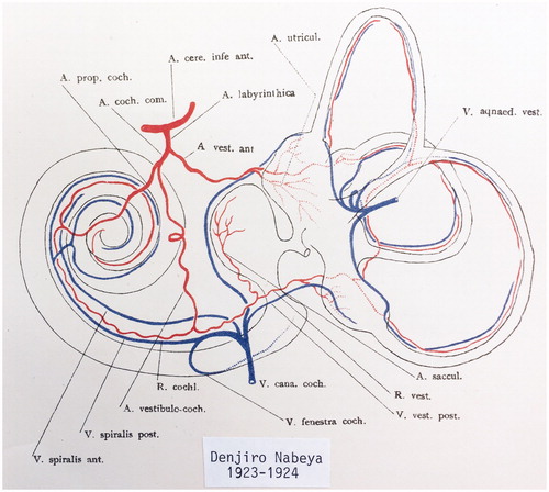 Figure 2. Principal vascular anatomy of the human inner ear by Nabeya (Citation42).