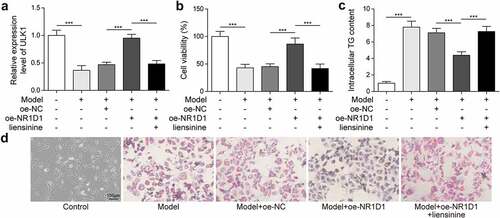 Figure 5. Upregulation of NR1D1 promoted mitophagy and reduced lipid droplets. a. qRT-PCR measured ULK1 expression. b. Cell viability was detected by MTT. c. ELISA was used to detect TG. d. Oil-red O staining detected lipid droplets. *** P < 0.001.