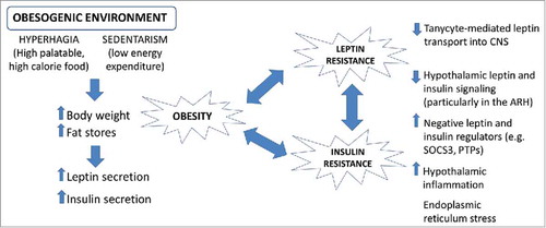 Figure 6. Environmental influences on the development of obesity. Scheme summarizing the mechanisms through which an altered environment can promote obesity and type 2 diabetes mellitus.