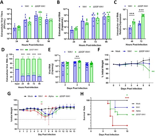 Figure 2. ΔSGF-WA1 outcompetes WA1 in HAE cells and augments disease severity in mice. (A) Extracellular viral titers and (B) levels of viral RNA over 96 h from supernatants of infected HAE cells at MOI 0.4 using (A) plaque assays and (B) RT-qPCR with a standard curve. (C) Levels of intracellular viral RNA from infected HAE cell lysates normalized to GAPDH. (D) Competition assay from the supernatants of HAE cells infected with equal MOI of WA1 and ΔSGF-WA1. Copy numbers of each virus were quantified using next-generation sequencing and are presented as percentages of the total number of viral copies. (E) Viral RNA measured by RT-qPCR from infected mouse lung tissues normalized to tissue weights measured by plaque assays. Samples were harvested on days 2 (10 mice per virus), 4 (14 mice per virus), and 6 (14 mice per virus; and 4 mock-infected mice). (F) Average weights of mice infected with WA1 SARS-CoV-2 or ΔSGF-WA1 measured daily. Significance is based on a comparison of ΔSGF-WA1 to WA1. (G) Average weights of infected mice and (H) survival curves over 15 days (10 mice per group). Mice were humanely euthanized if the weight dropped below 80% initial weight (dashed line). Significance was determined using Student’s T-test for each timepoint compared to WA1 or using a Log-rank Mantel-Cox test (H) with p ≤ 0.05 (*), p ≤ 0.01 (**), and p ≤ 0.001 (***).