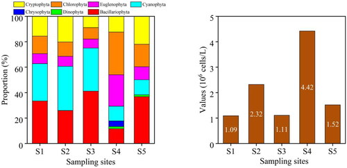 Figure 4. The Density of phytoplankton at each sampling site in the provincial aquatic germplasm resource protection zone of Nanchong section of the Jialing River in summer of 2022. The figure on the left shows the proportion of phytoplankton density at five sampling sites. The figure on the right shows the values of phytoplankton density at five sampling sites.