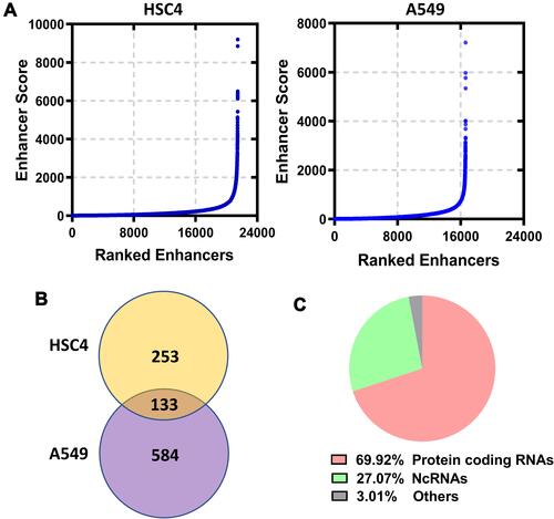 Figure 2 Identification of super enhancers in LUAD cells. (A) Enhancers were ranked according to the H3K27ac signals in HSC4 and A549 cells based on GSE143653. (B) Overlapping analysis of SE-associated genes in HSC4 and A549 cells. (C) Functional distribution of the overlapping genes.