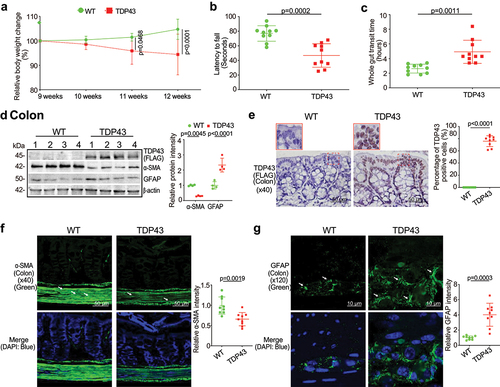 Figure 1. TDP43 mutant mice have less body weight, decreased rotarod test time, slowed intestinal mobility, and altered enteric neuromuscular structure, compared with the age-matched WT mice.