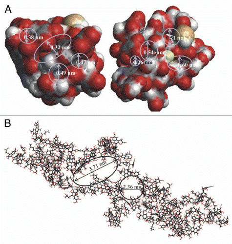 Figure 1 Two perspectives (van der Waals surfaces) of two aggregated monomer HS. (A) Circles indicate the pores and their size. (B) Results obtained for two polymers of 23 units under the same conditions.Citation35